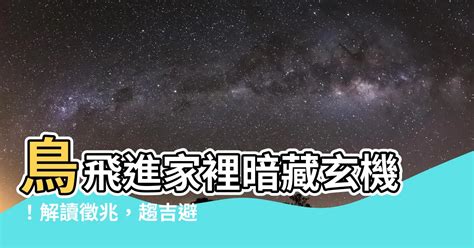 鳥飛進家裡號碼